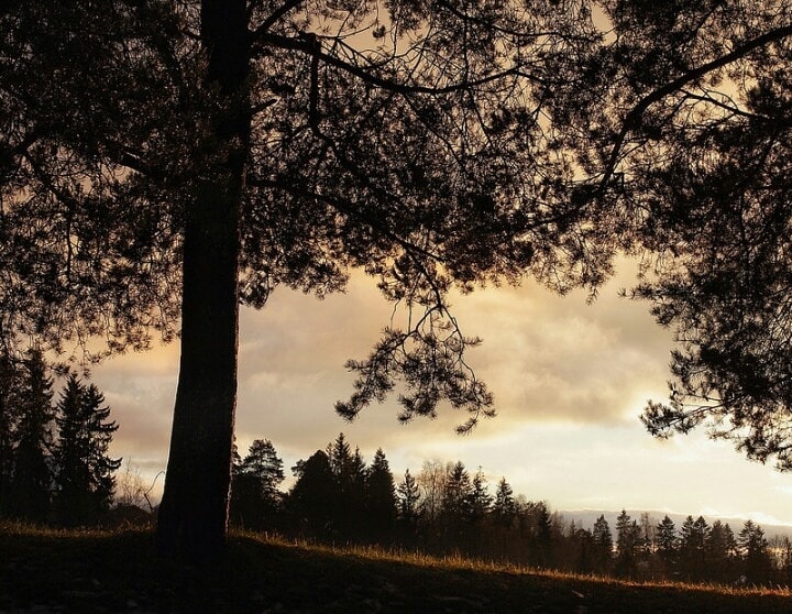 /images/bilde-inger-traer-utsikt-438109608_7482715658449683_4208582260331281197_n.jpg